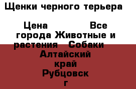 Щенки черного терьера › Цена ­ 35 000 - Все города Животные и растения » Собаки   . Алтайский край,Рубцовск г.